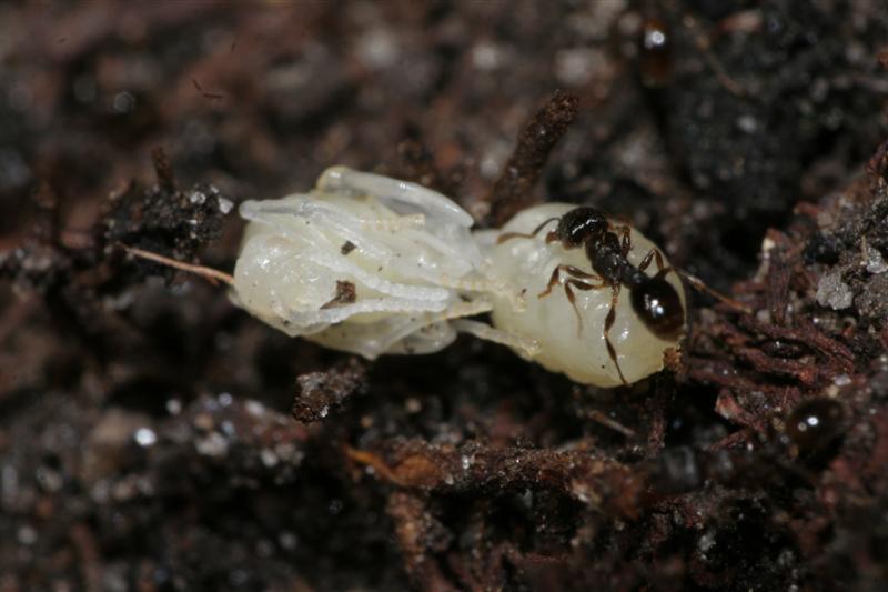 taxomara 2007 (131)